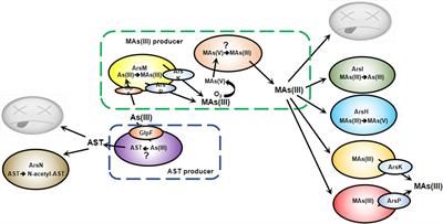The Arsenic Methylation Cycle: How Microbial Communities Adapted Methylarsenicals for Use as Weapons in the Continuing War for Dominance